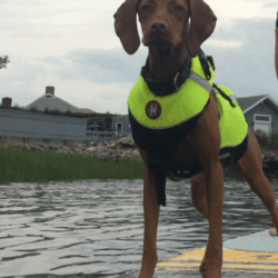 FIRSTWATCH K9 PFD